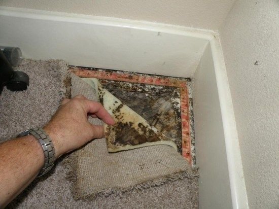 How To Remove Mold Under Carpet?