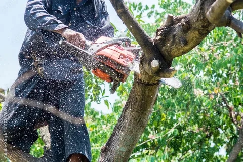 Why Diamond Tree Company Is Your Best Choice for Tree Care