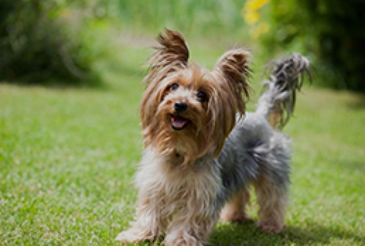 Discover the Best Dogs for Sale Scotland